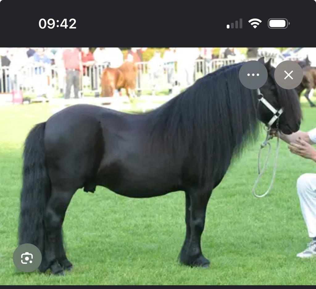 Shetlanders meries gezocht!!, 0 tot 2 jaar