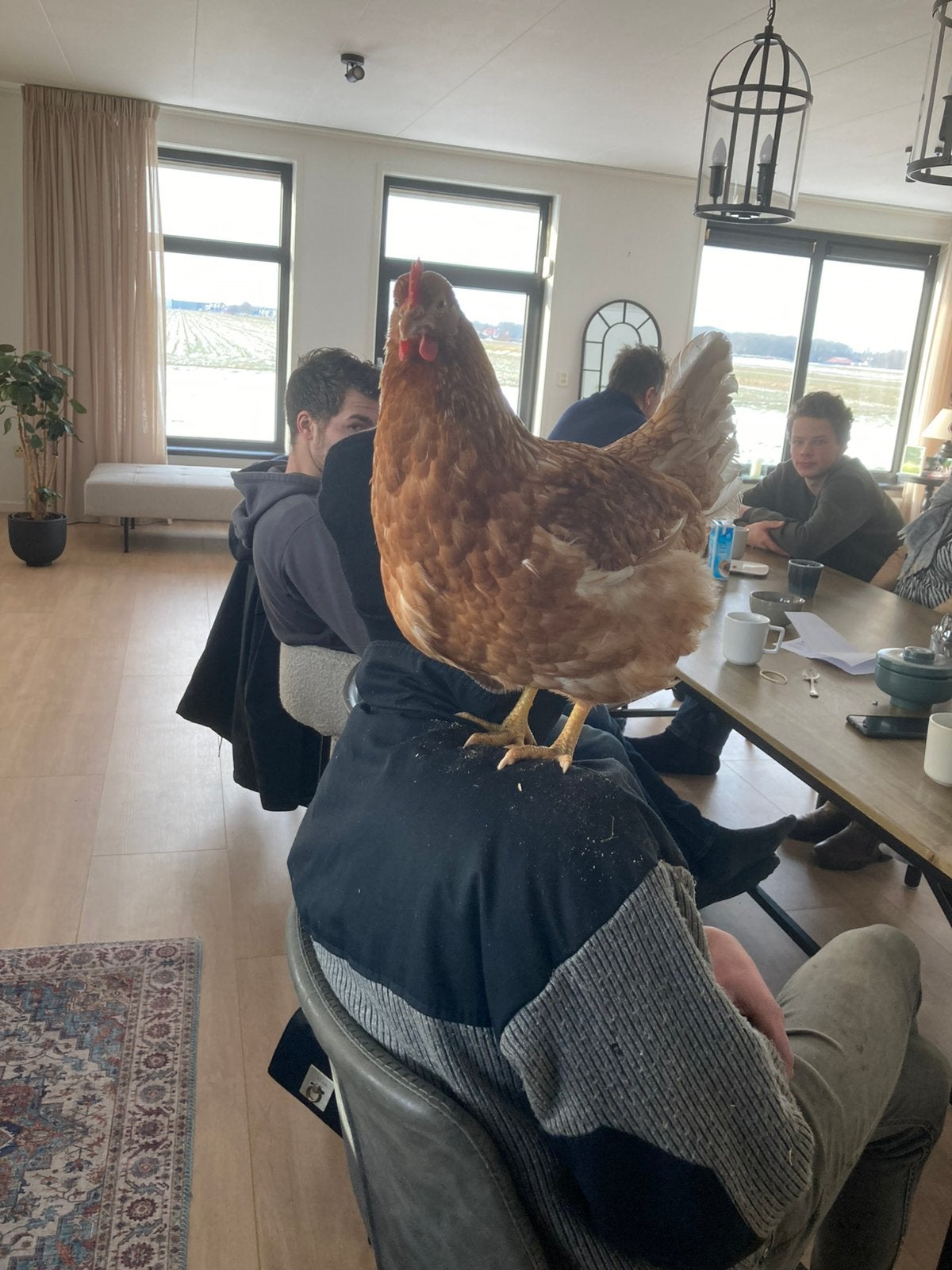 Bruine leghennen aan en tegen de leg!, Dieren en Toebehoren, Pluimvee, Vrouwelijk, Kip