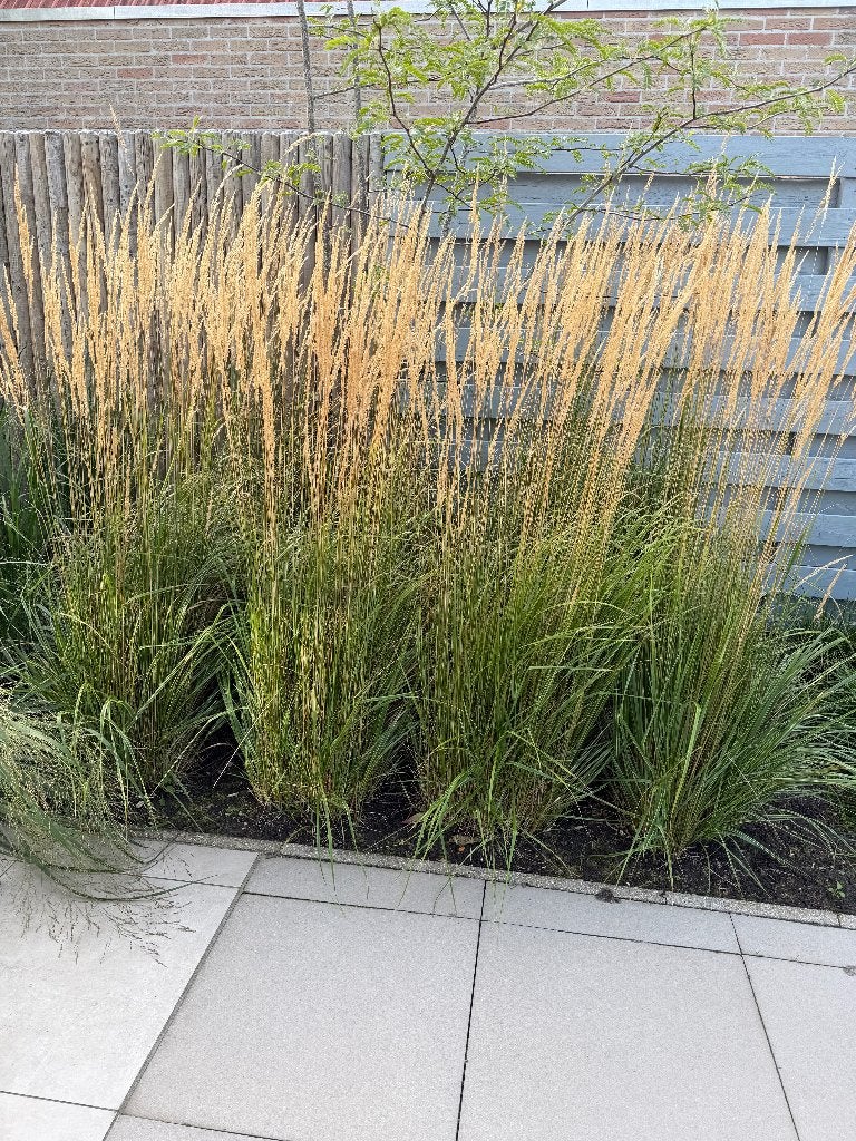 Siergrassen Calamagrostis Overdam, Ophalen, Vaste plant, Siergrassen, Halfschaduw