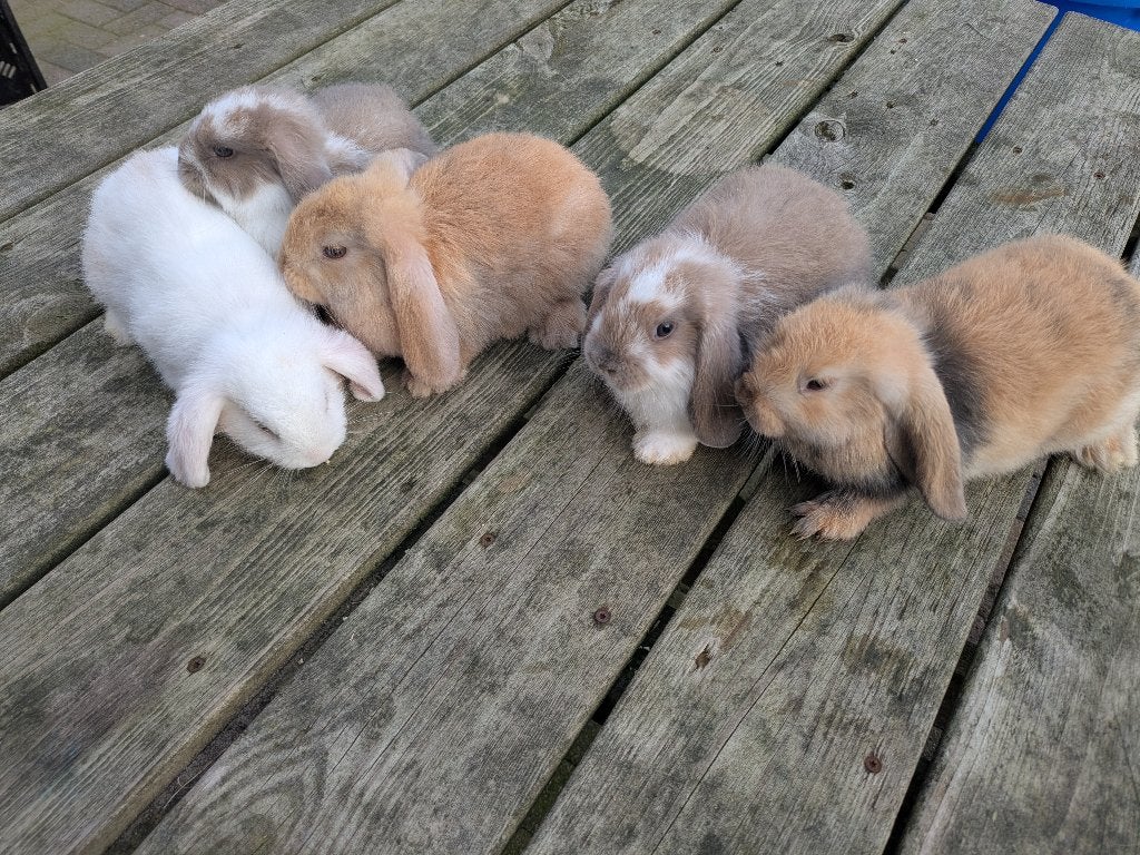 Lieve hangoor konijntjes geboren!, Dieren en Toebehoren, Meerdere dieren, Klein, Hangoor, 0 tot 2 jaar