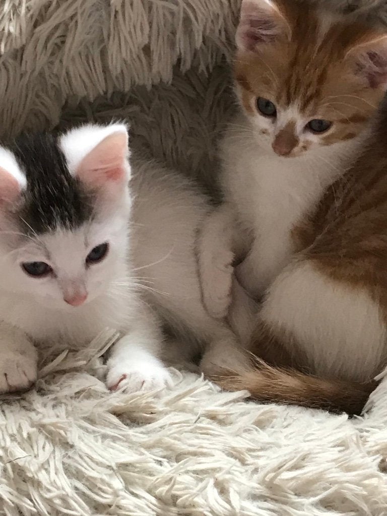 Kittens, Meerdere dieren