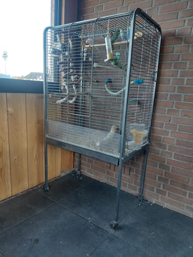 Grote kooi met 2 koppels parkieten, Meerdere dieren, Parkiet