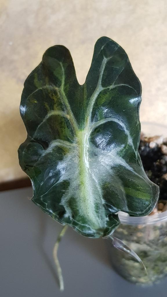 Alocasia Venom Aurea variegata, Huis en Inrichting, Kamerplanten, Ophalen of Verzenden, Halfschaduw, Minder dan 100 cm