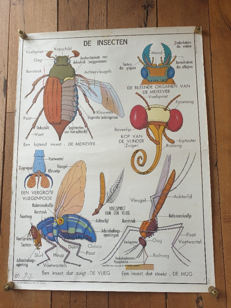 Vintage MDI schoolplaat Ongewervelde dieren / de Insekten, Antiek en Kunst, Ophalen of Verzenden, Natuur en Biologie