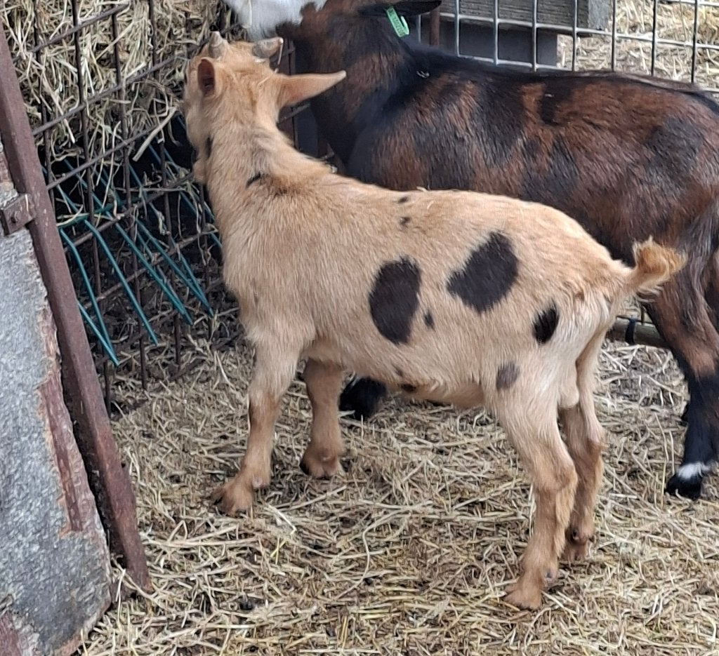 dwergbok bokjes  mini  schimmel of moon spot, Dieren en Toebehoren, Mannelijk, Geit, 0 tot 2 jaar