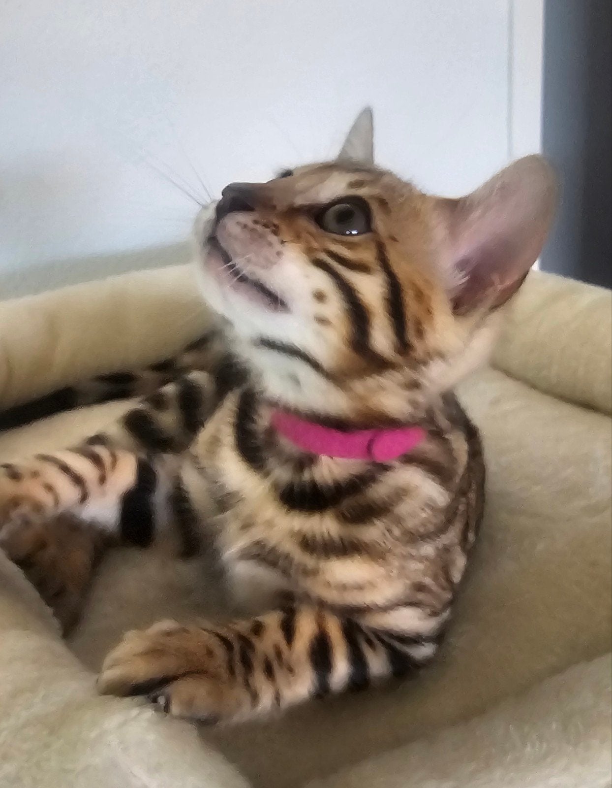 ☆Top ras☆ Bengaalse kittens met stamboom moeder kampioen, Meerdere dieren, Met stamboom