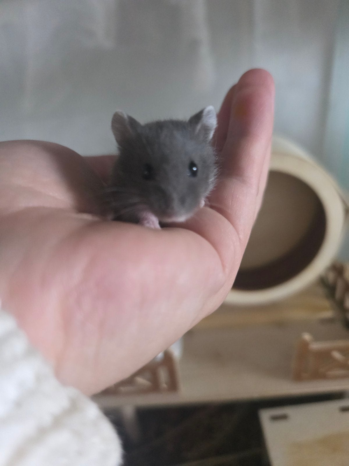 Lieve tamme dwerghamster, Dieren en Toebehoren, Hamster, April, Vrouwelijk, Tam