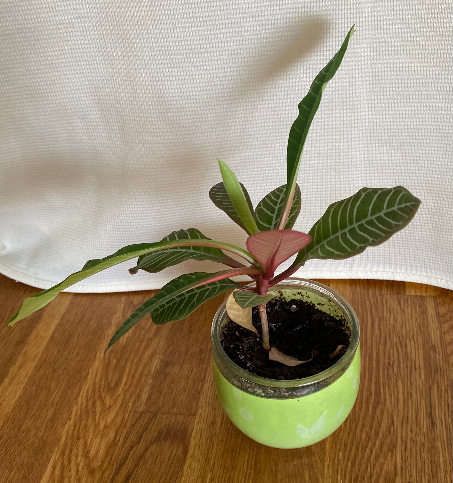 Madagascar juwel stekje 20 cm, Ophalen, Halfschaduw, Minder dan 100 cm
