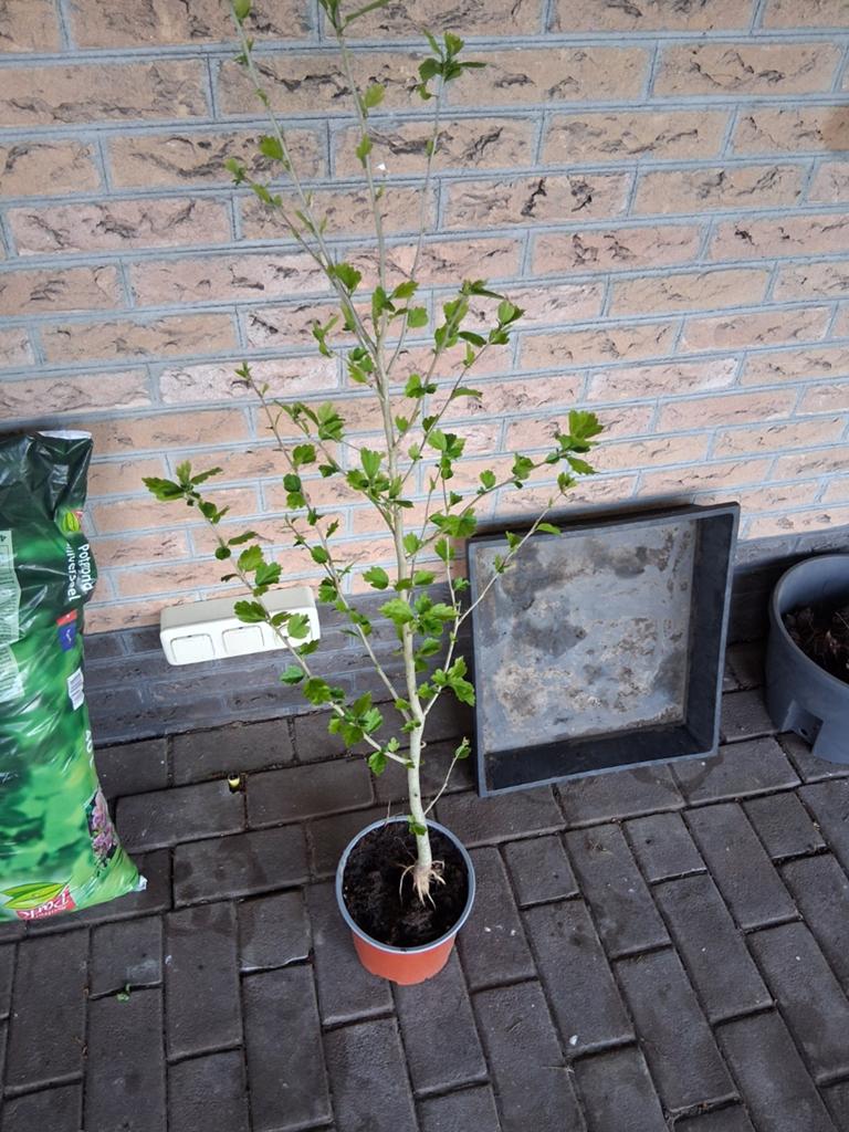 Hibiscus plant - prachtige bloeier voor uw tuin roze of wit, Tuin en Terras, Volle zon, Vaste plant, Zomer, Ophalen