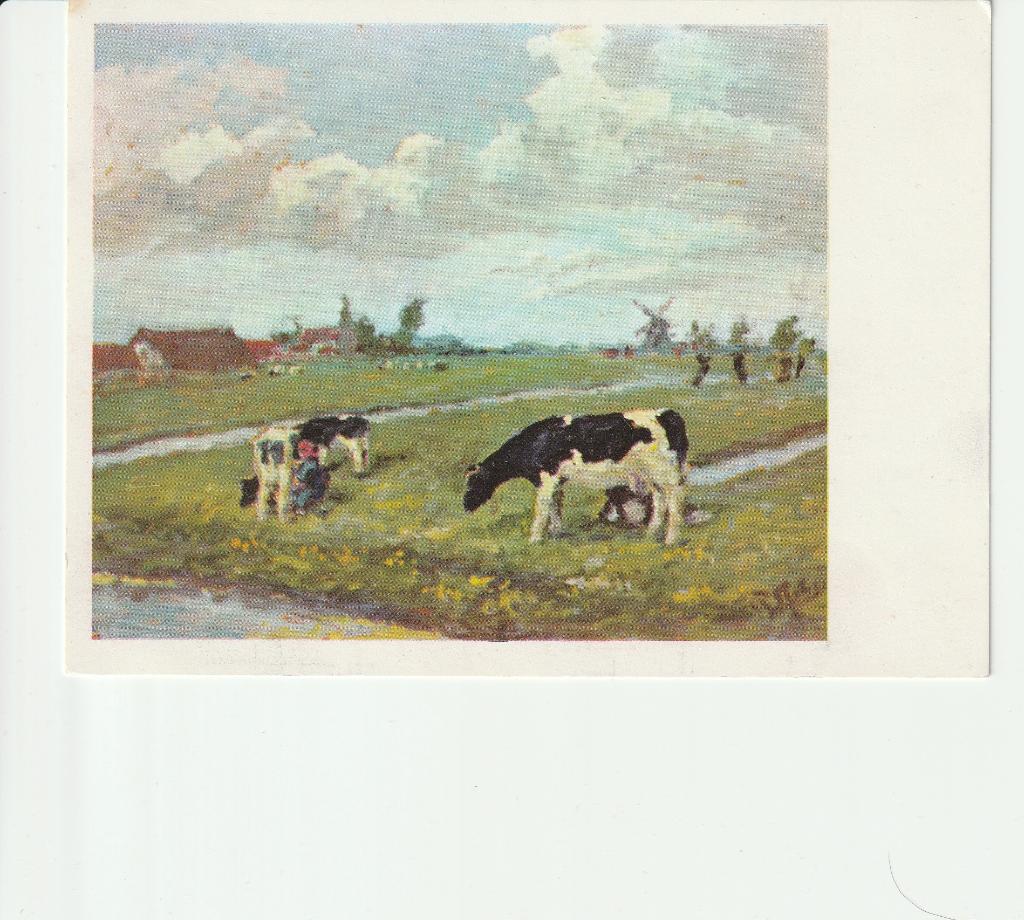 MELKEN GROOTFORMAAT KOEIEN, Verzenden, 1960 tot 1980, Gelderland