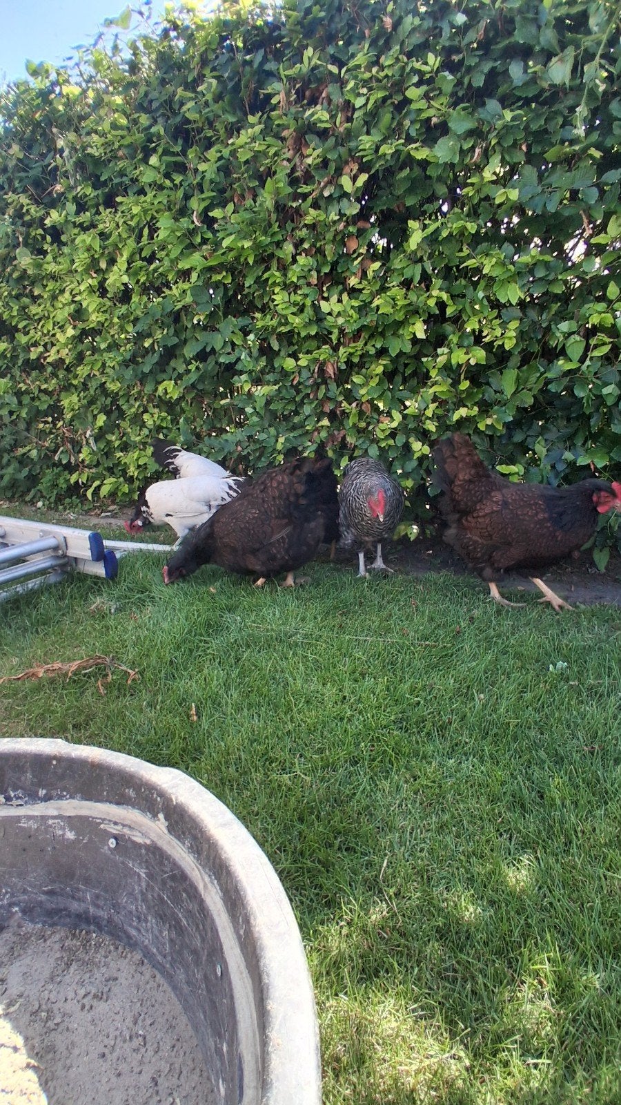 5 kippen, 1 sussex, 3 Barnevelders, 2 Lakenvelders, Dieren en Toebehoren, Pluimvee