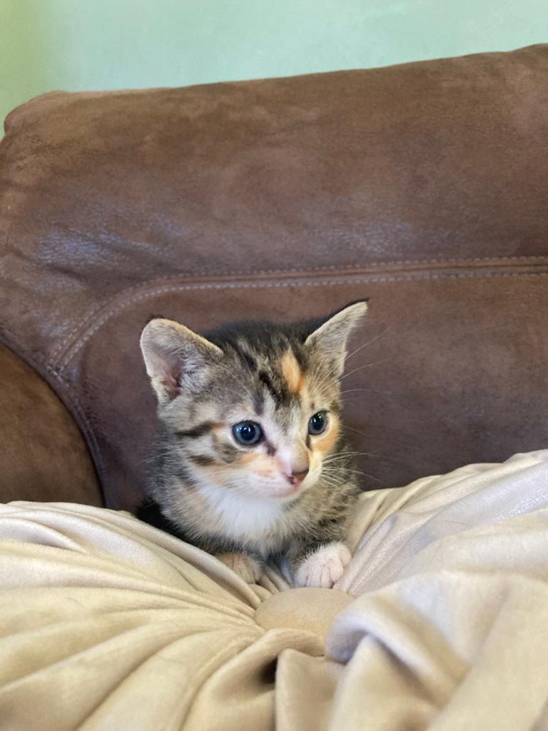 Prachtig cyperse/rood poesje, Dieren en Toebehoren, Katten en Kittens | Overige Katten, Meerdere dieren, Kortharig, 0 tot 2 jaar
