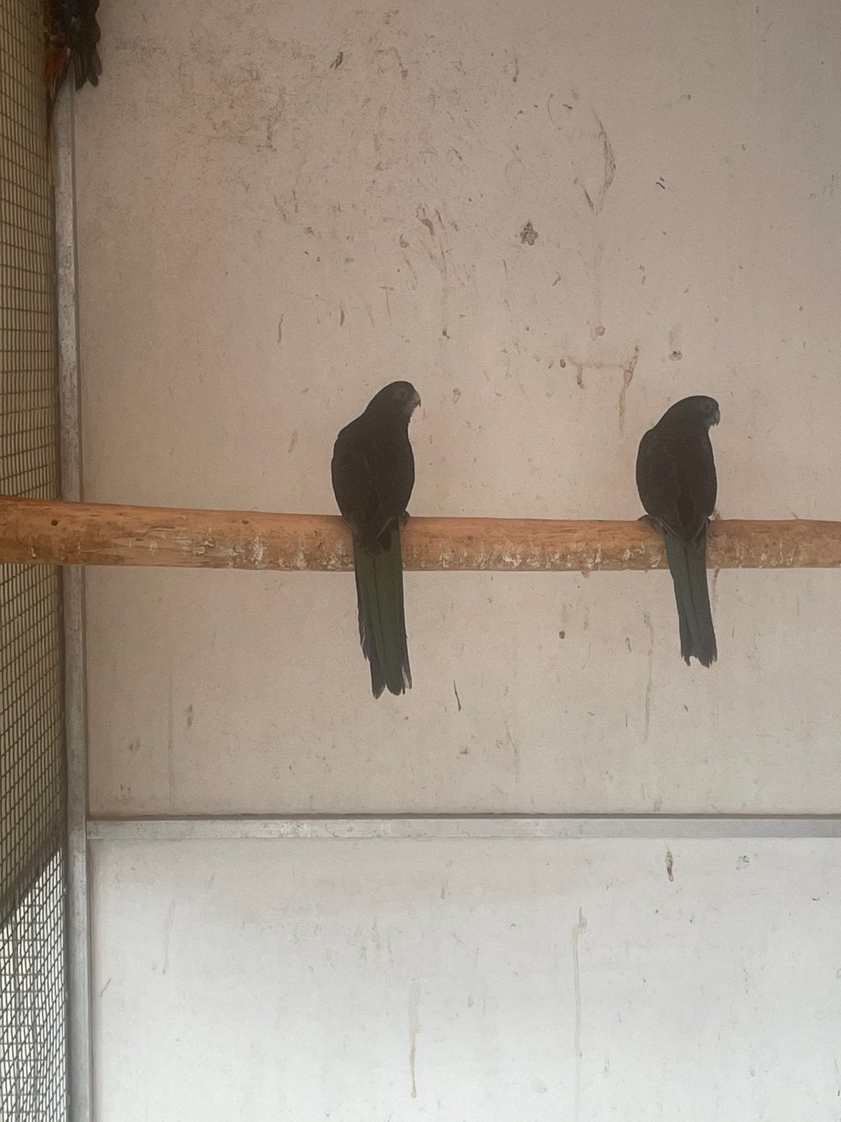 2 koppels jonge zwarte Rosella s, Dieren en Toebehoren, Vogels | Parkieten en Papegaaien, Meerdere dieren, Parkiet, Geringd
