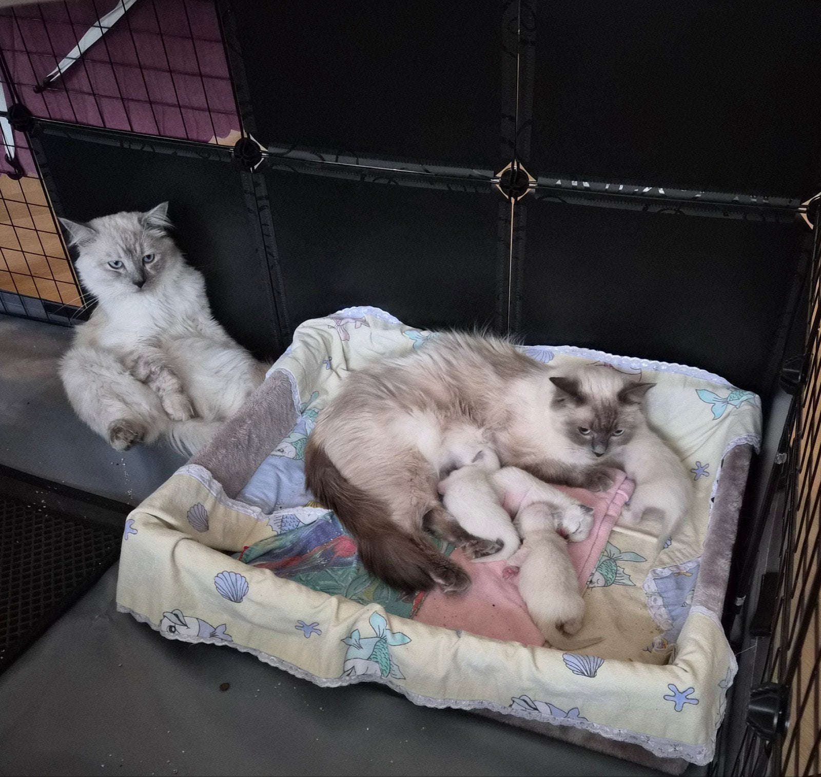 Raszuivere Ragdoll kittens, Meerdere dieren, Gechipt, 0 tot 2 jaar
