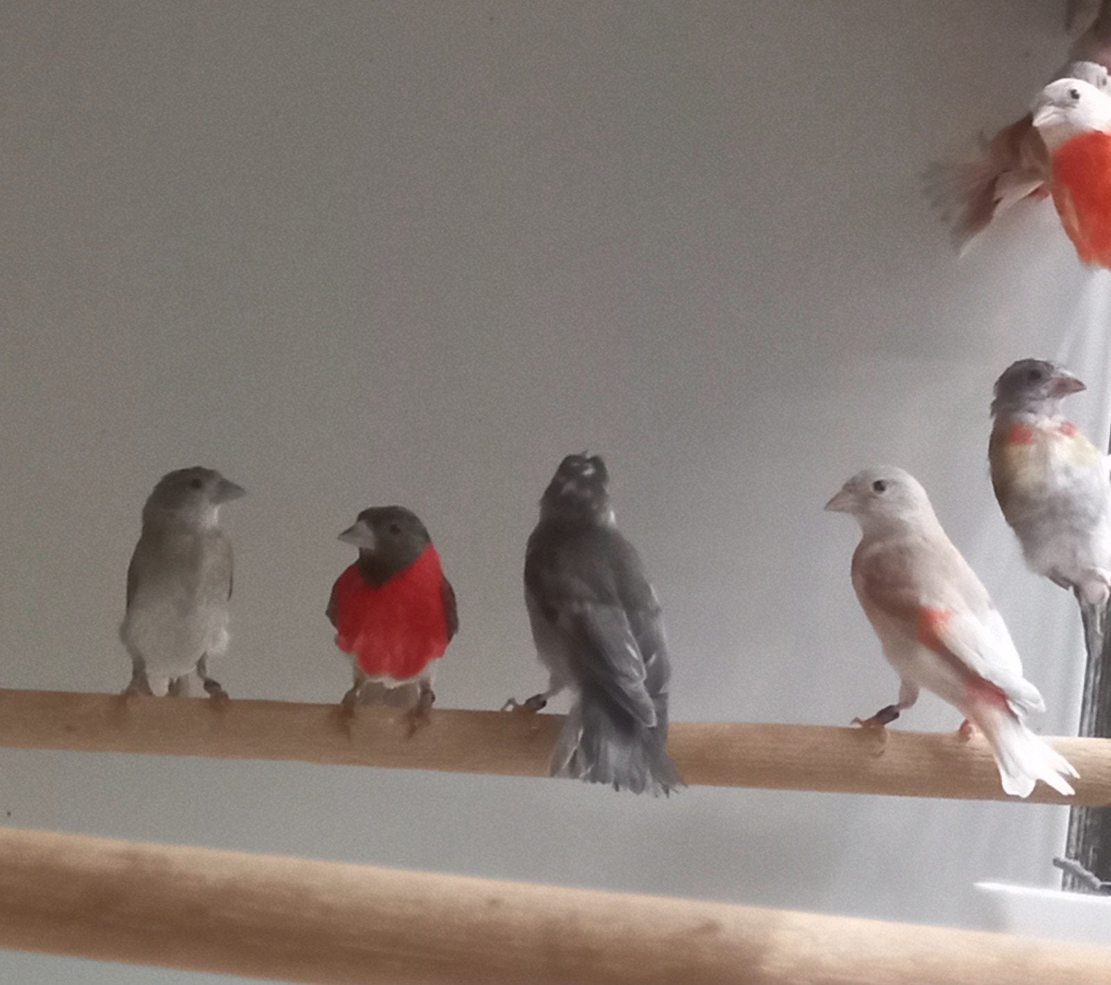 Kapoetsensijzen, Meerdere dieren