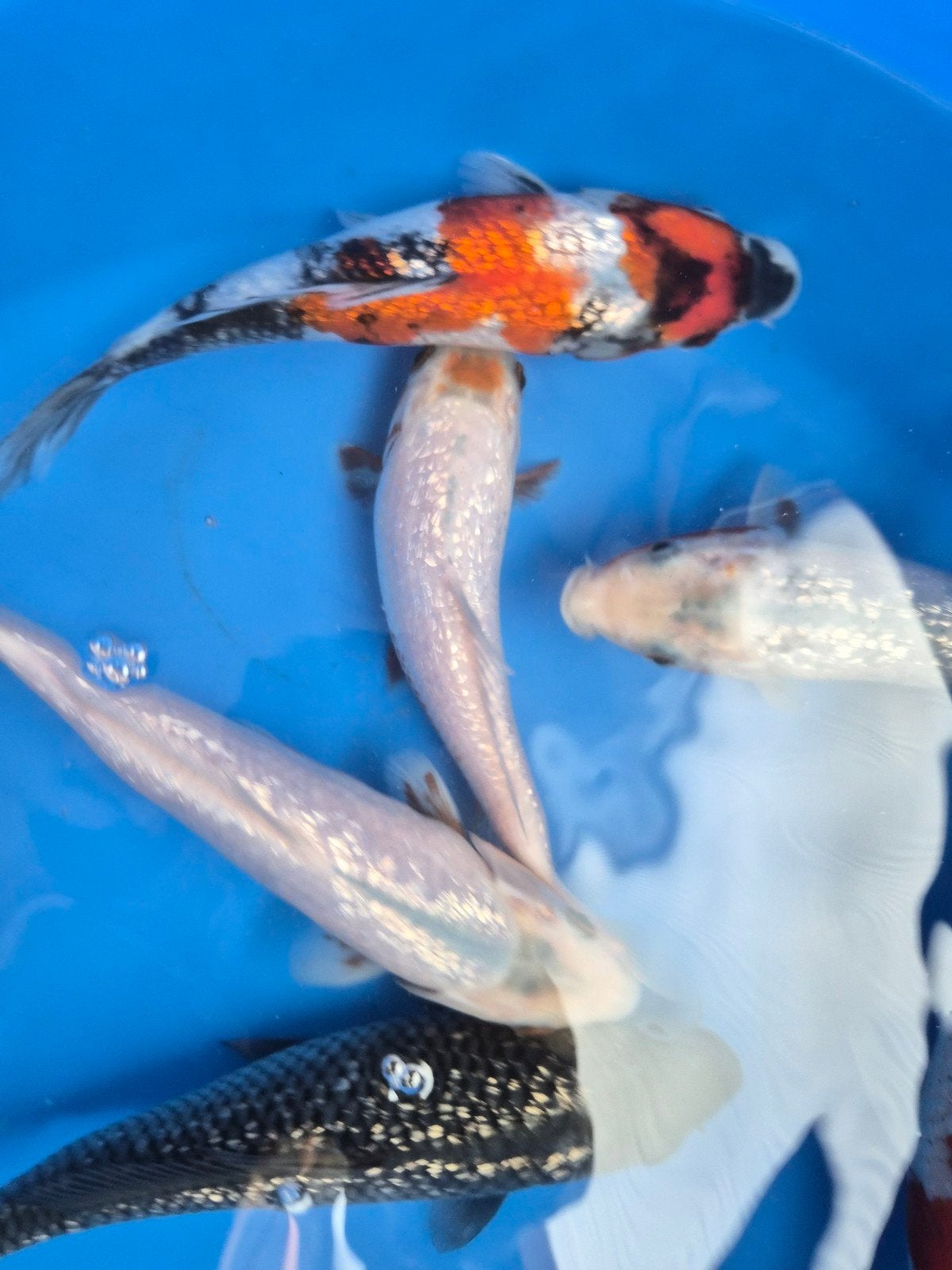 Ginrin selectie HQ., Karper of Koi