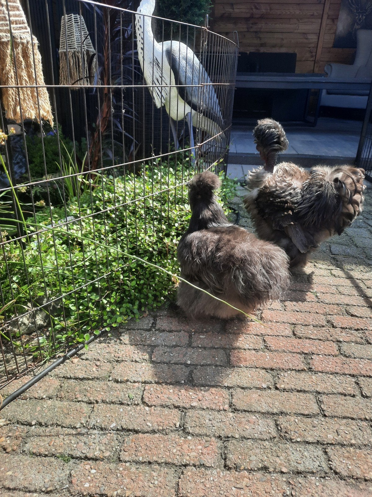 USA Zijdehoen hen + USA krulveer blauw showgirl haan, Meerdere dieren, Kip