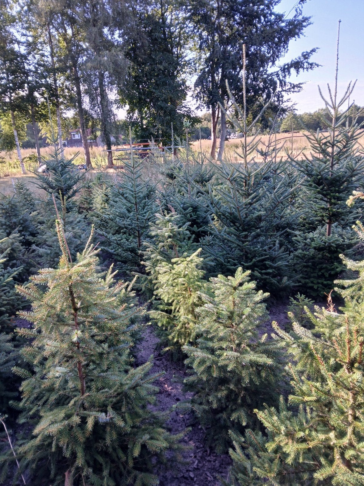 partij kerstbomen, Tuin en Terras, Planten | Bomen, Ophalen of Verzenden, Zomer, Volle zon, Overige soorten