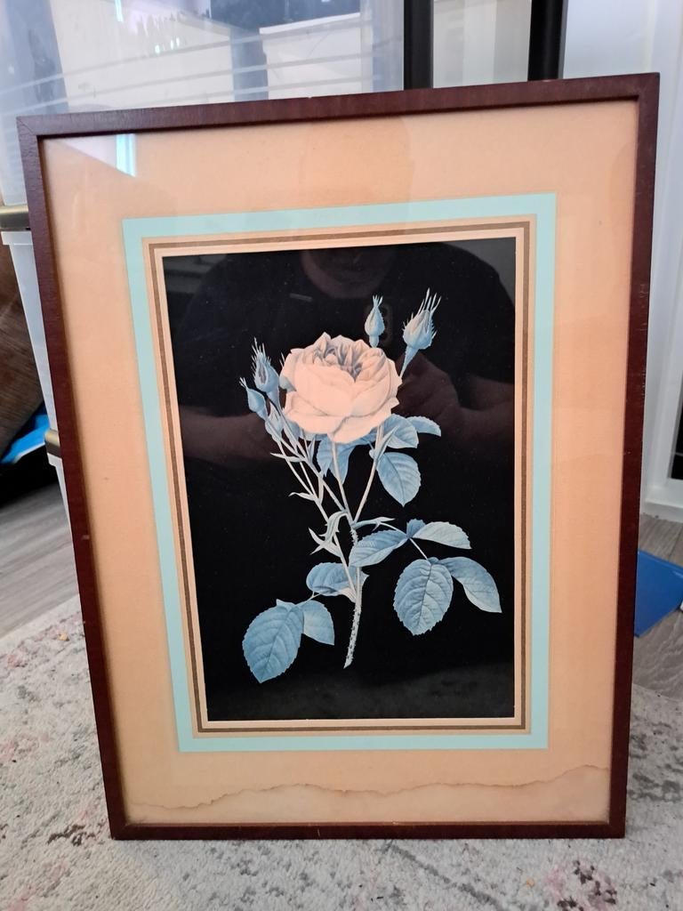 Vintage ets van een roos, ingelijst door Kunstgalerij De Ams, Antiek en Kunst, Ophalen
