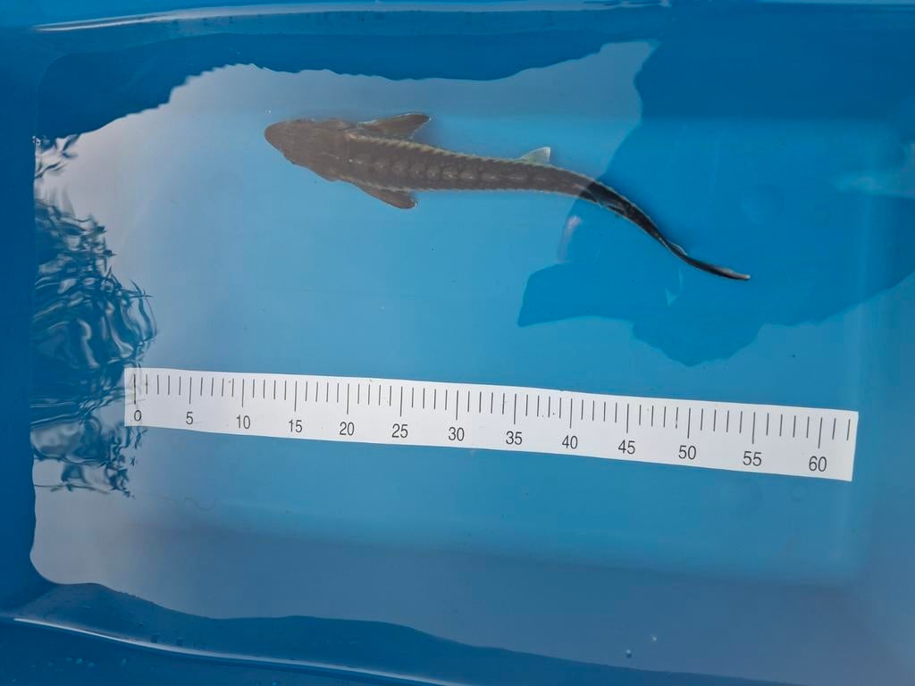 Diamant Steur 45 cm., Dieren en Toebehoren, Vissen | Vijvervissen, Steur
