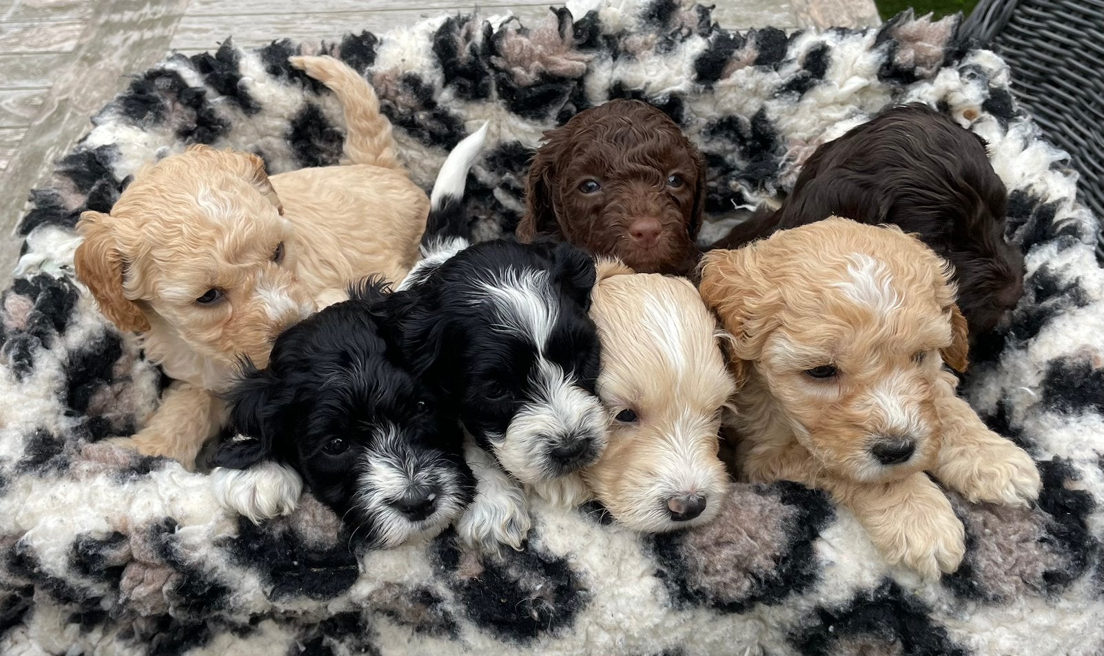 Prachtig netje AUSTRALIAN LABRADOODLE pups multigen, Parvo, Overige rassen, 8 tot 15 weken, Meerdere