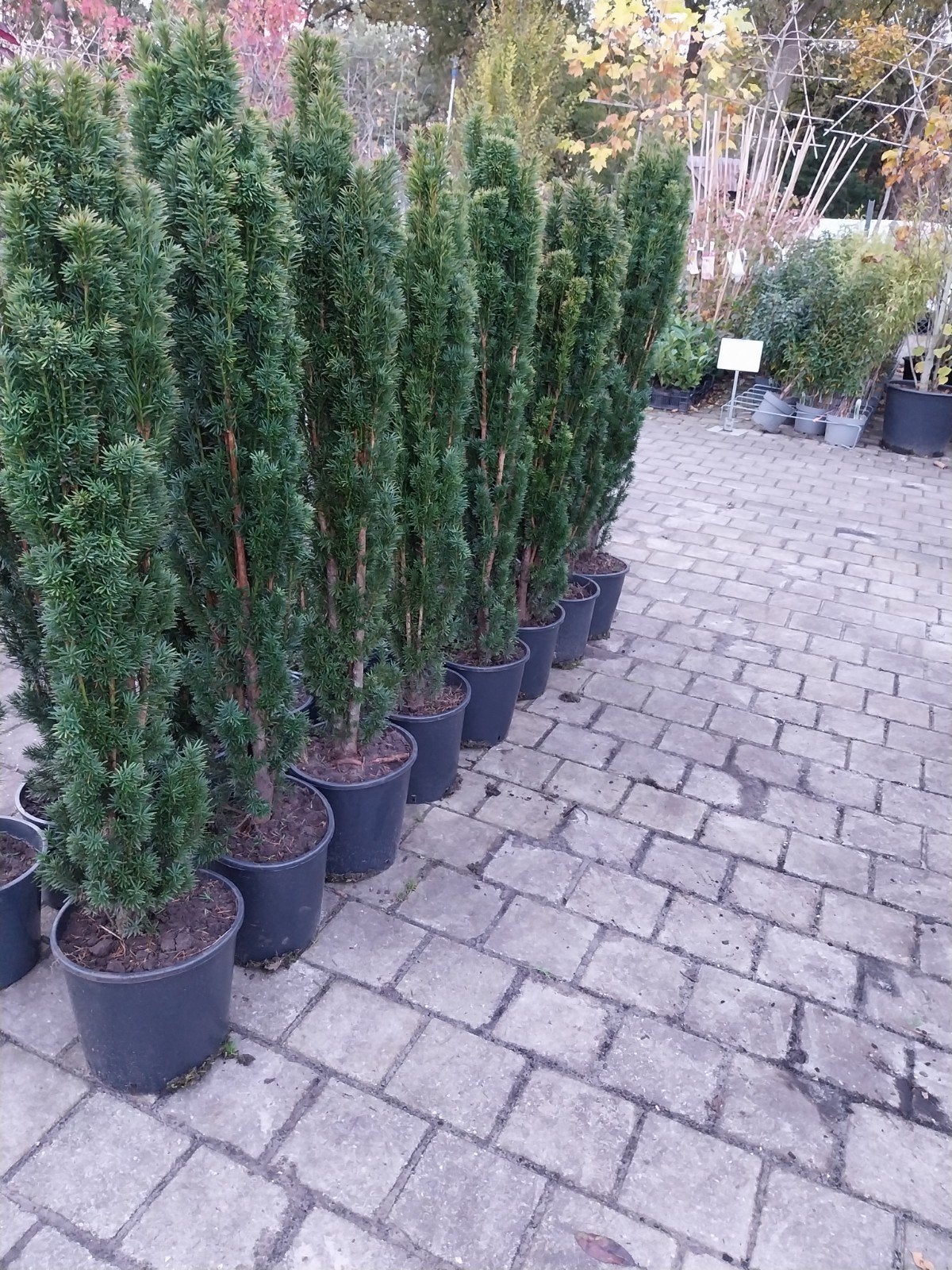 Taxus Baccata Fastigiata Robusta 120-140 cm, Vaste plant, Bloeit niet, Halfschaduw, Ophalen