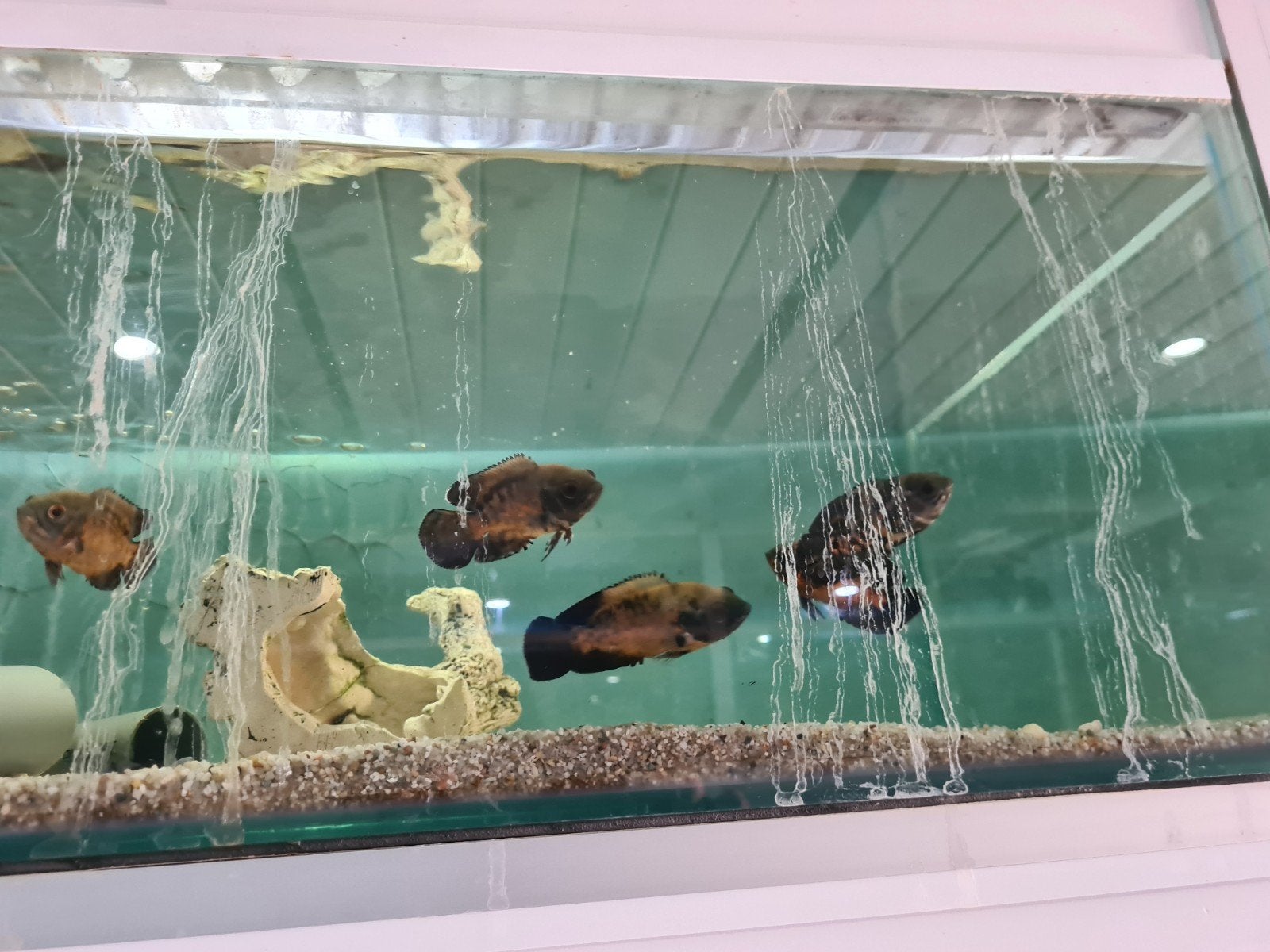 Pauwoog cichliden, Astronotus Ocellatus, Oscar, Dieren en Toebehoren, Vis, Zoetwatervis