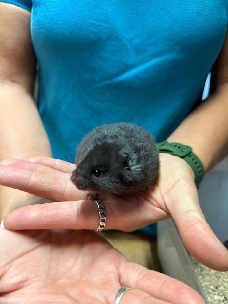 Te koop lieve jonge goudhamsters / Syrisch hamsters, Dieren en Toebehoren, Knaagdieren, Hamster, Mannelijk, Mei, Tam