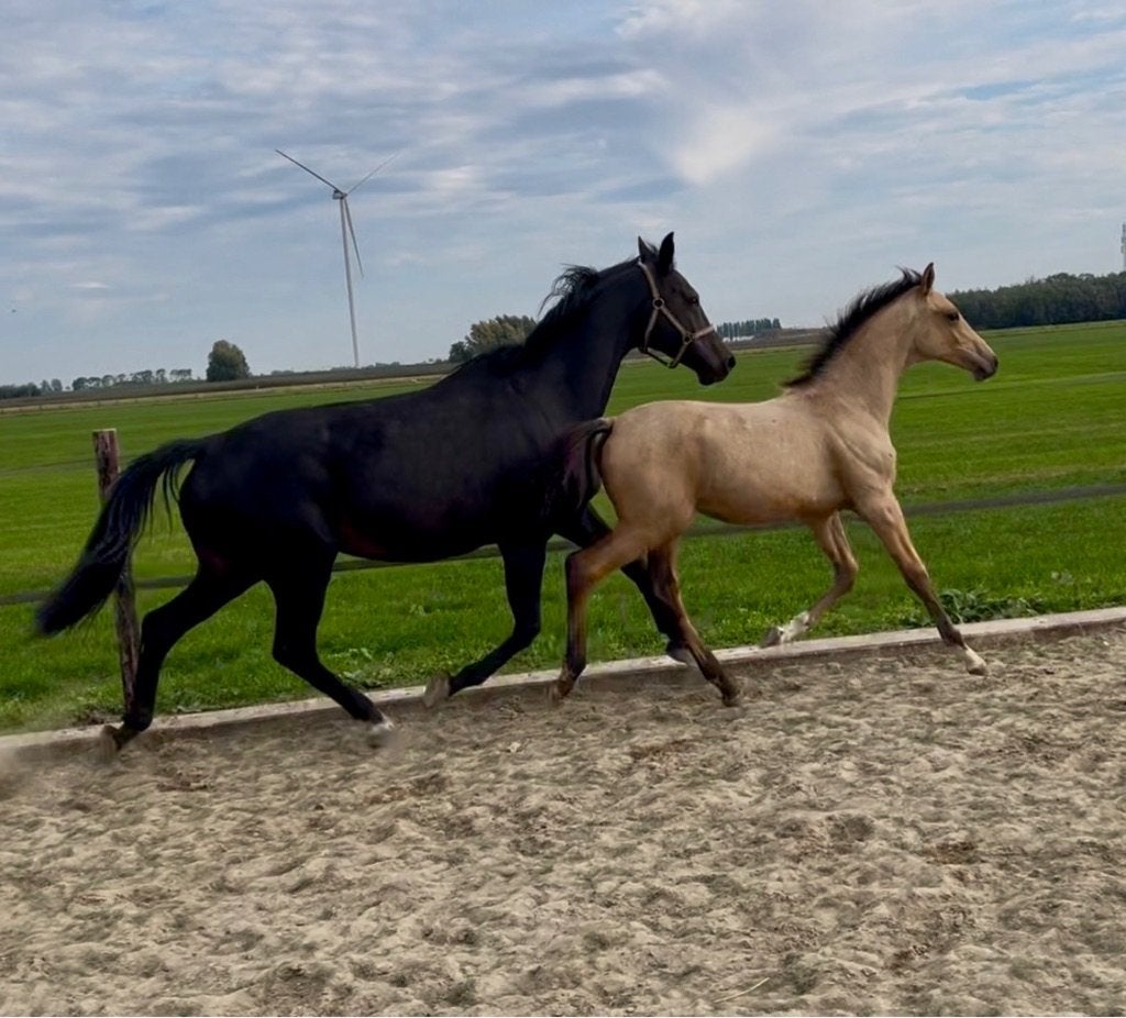 Fok/sport merrie eventueel met veulen, Merrie, Zadelmak, Dressuurpaard, 11 jaar of ouder