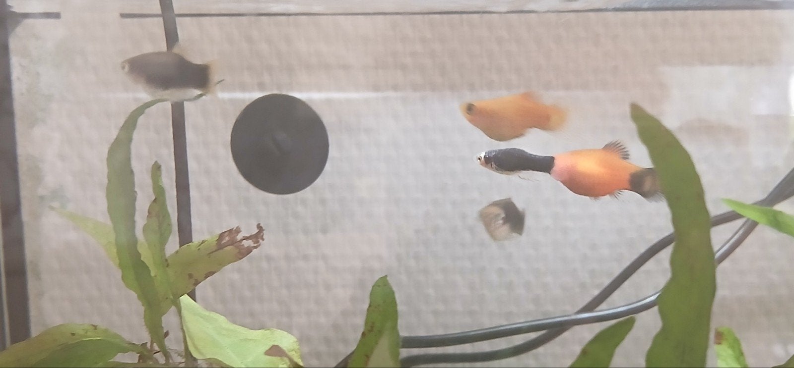 platy, Vis, Zoetwatervis, Schoolvis