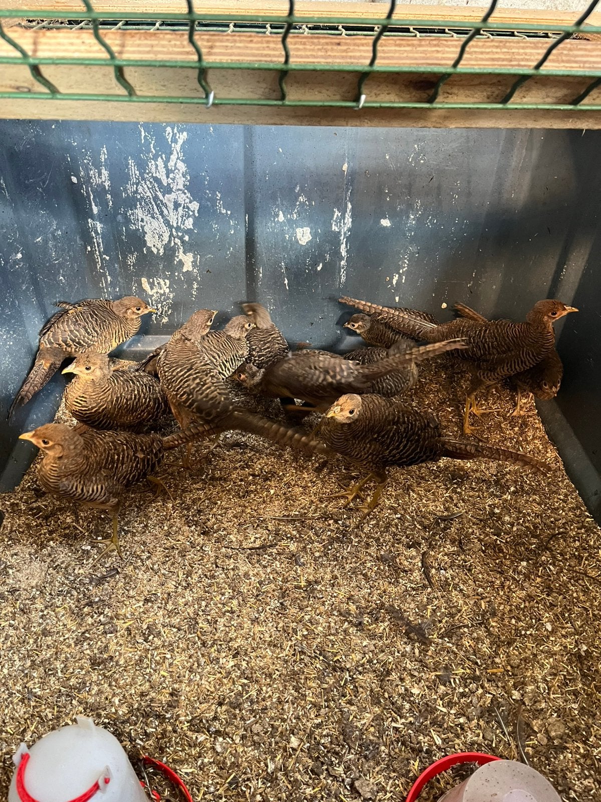 Jonge goudfazanten, Dieren en Toebehoren, Geslacht onbekend, Kip