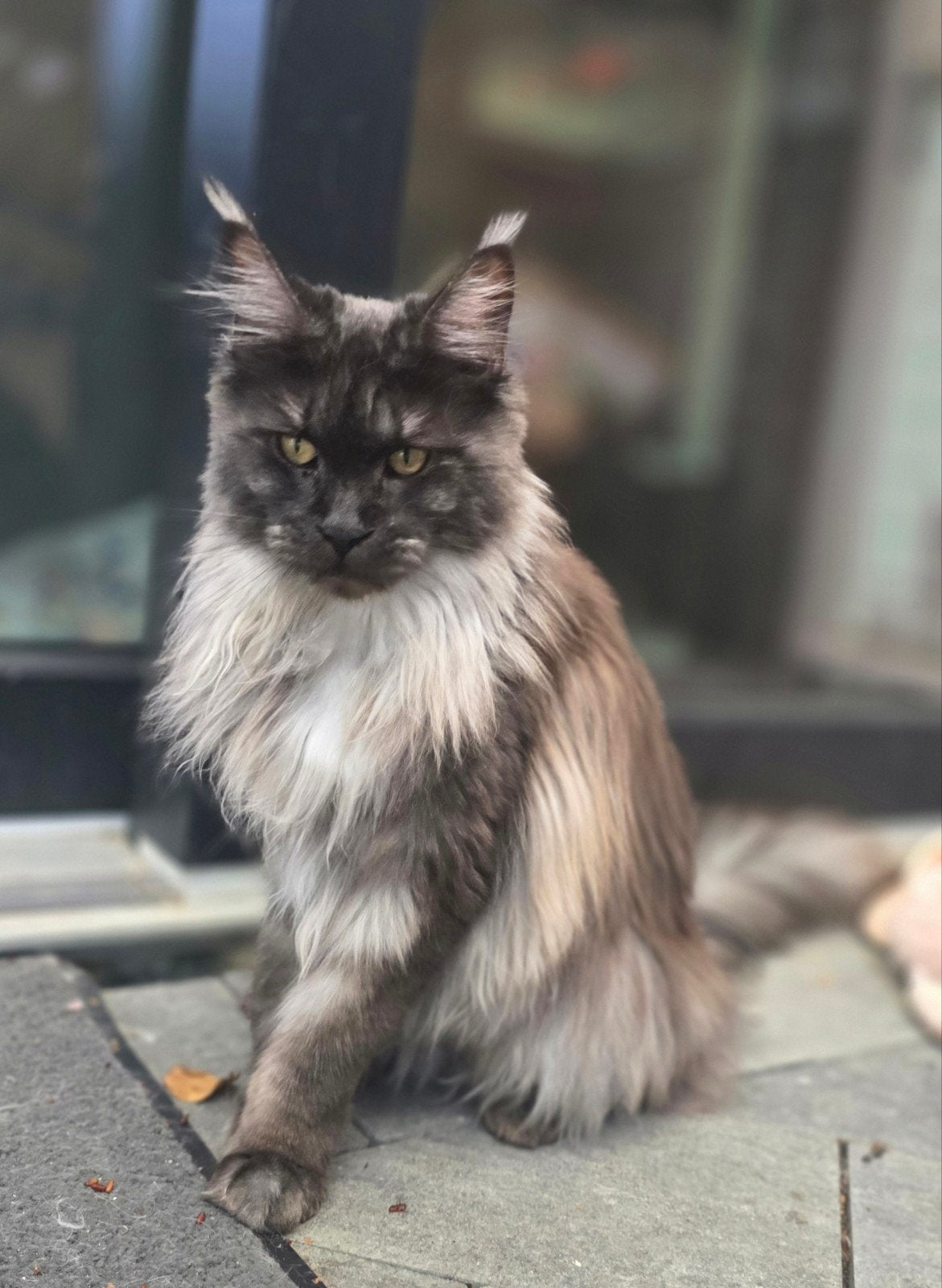 Prachtige Russische Maine Coon uit kampioenslijnen., Dieren en Toebehoren, Poes, Met stamboom, 0 tot 2 jaar