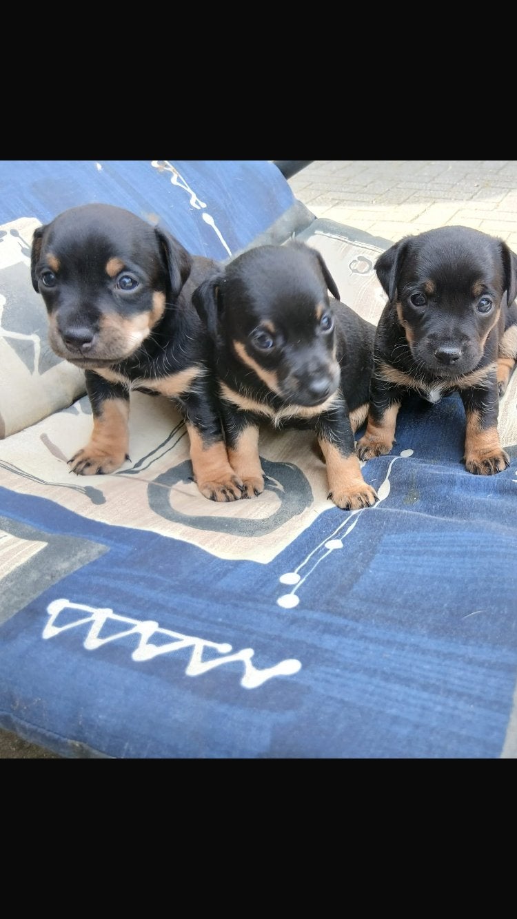 Jack Russell pups., Jack Russell Terriër, 8 tot 15 weken, Meerdere, Meerdere dieren
