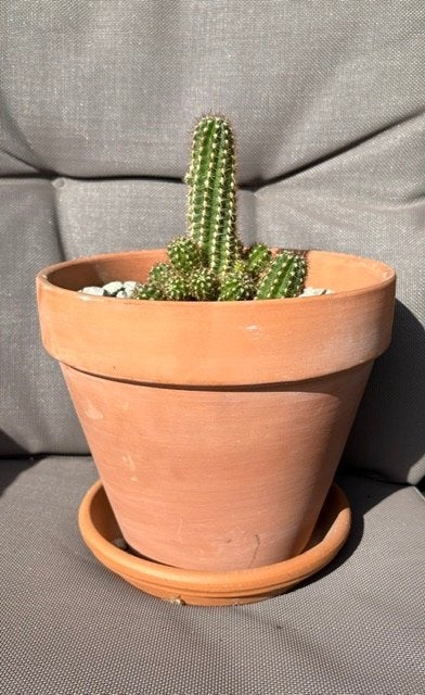 Prachtige Echinopsis chamaecereus  in terracotta pot, Tuin en Terras, Planten | Tuinplanten, Ophalen, Overige soorten, Volle zon