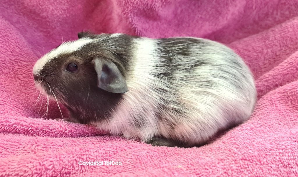 Nieuw dalmatiner koppel, Dieren en Toebehoren, September, Meerdere dieren, Cavia