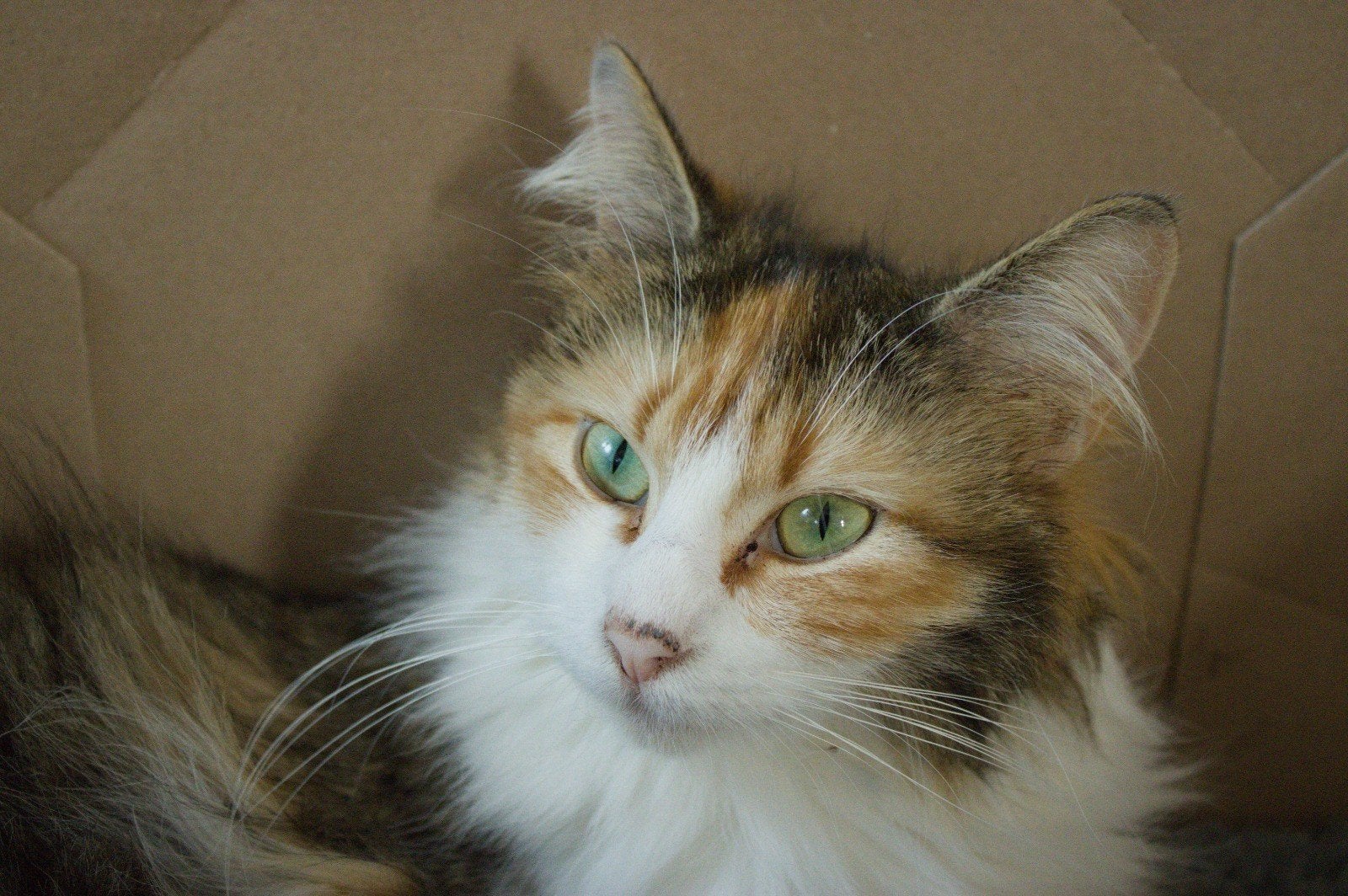 maine coon, Dieren en Toebehoren, Katten en Kittens | Raskatten | Langhaar, Poes, Ontwormd, 0 tot 2 jaar