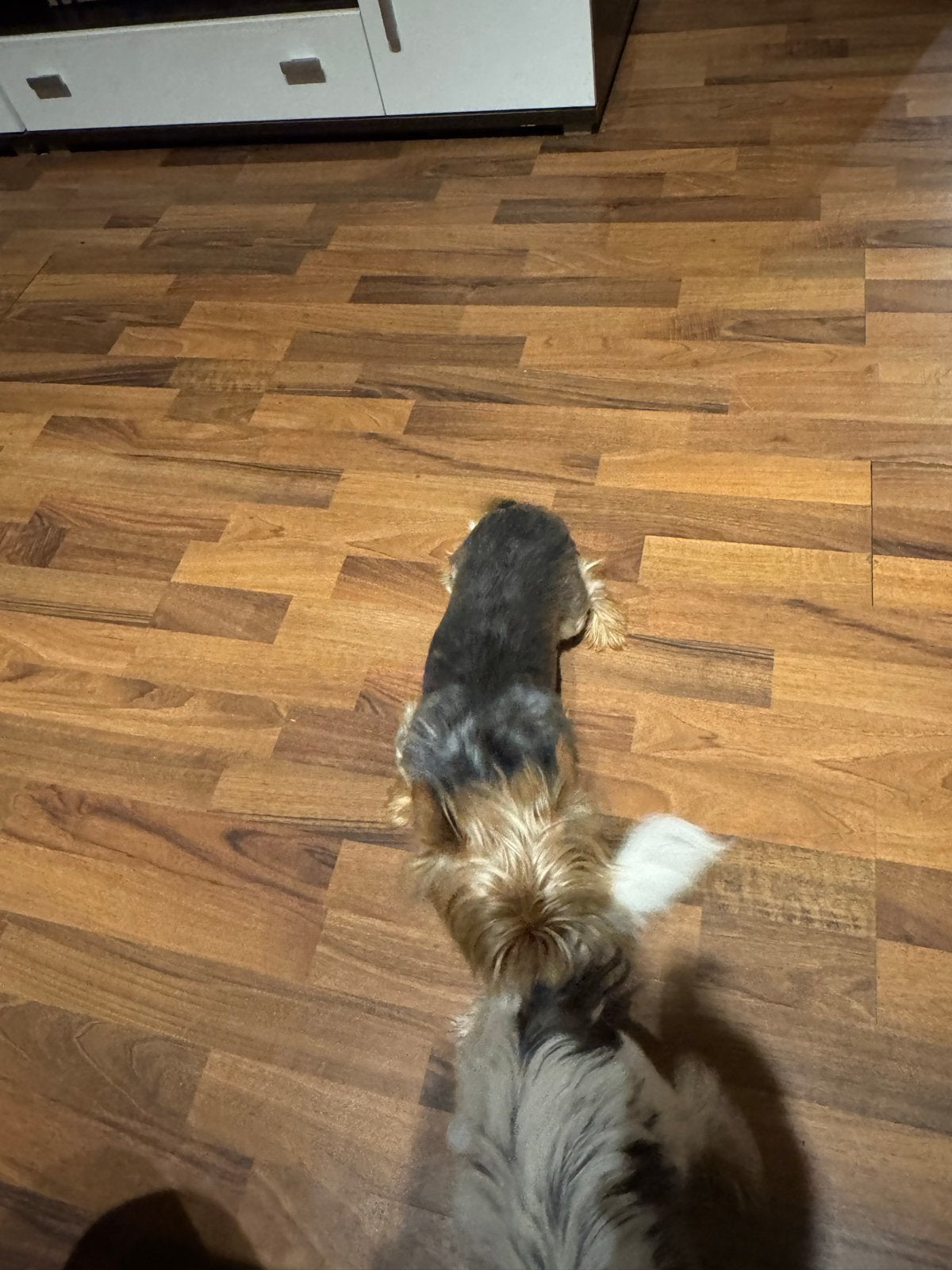 Yorkshire 2 jaar, 1 tot 2 jaar, Parvo, Eén hond, Nederland