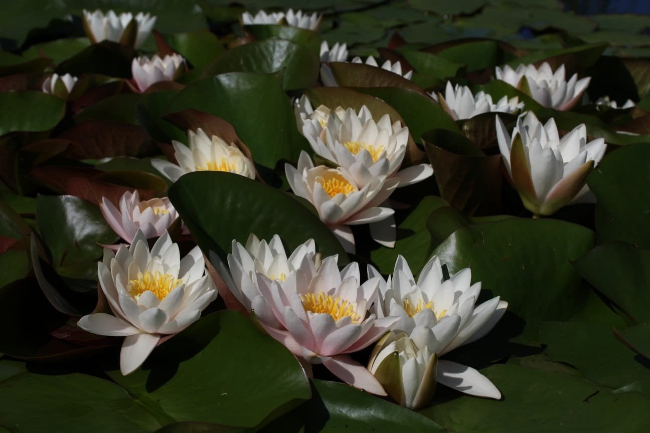 Waterlelies voor vijver of waterpartij, Tuin en Terras, Ophalen, Gebruikt