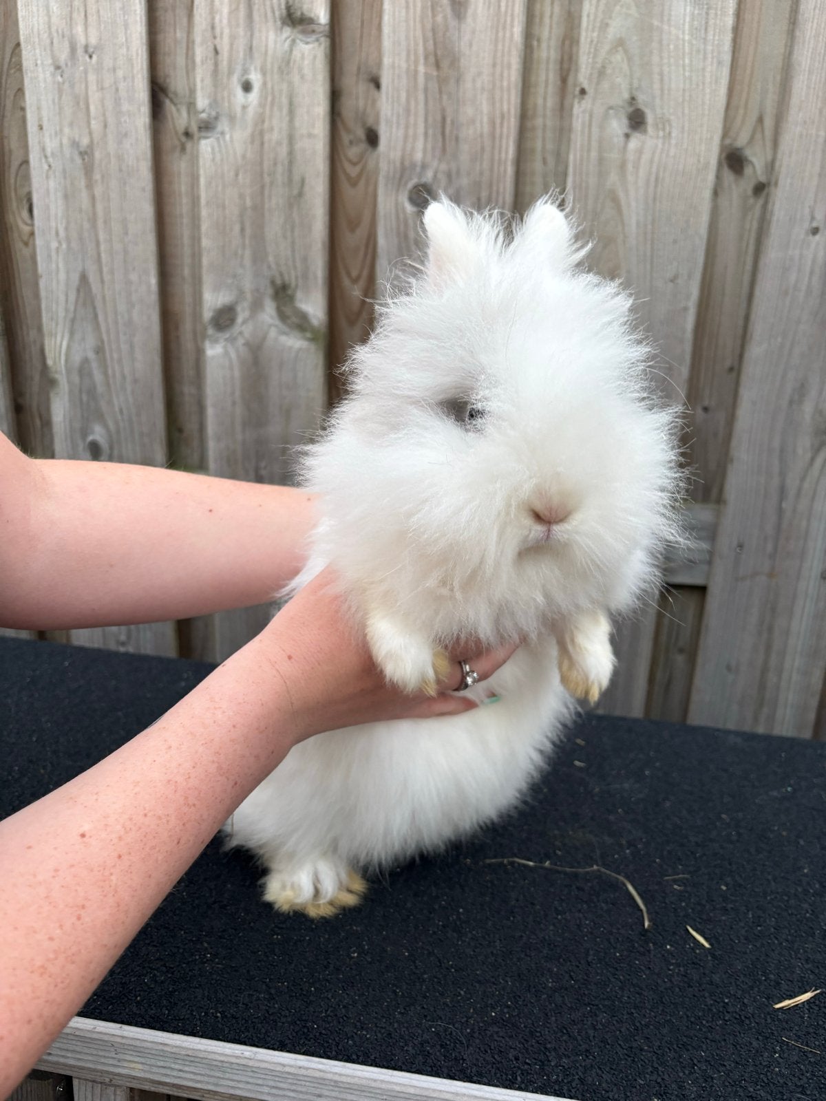 Lieve jonge leeuwen kop x teddy widder konijnen, Dieren en Toebehoren, Januari, Meerdere dieren, Overige typen
