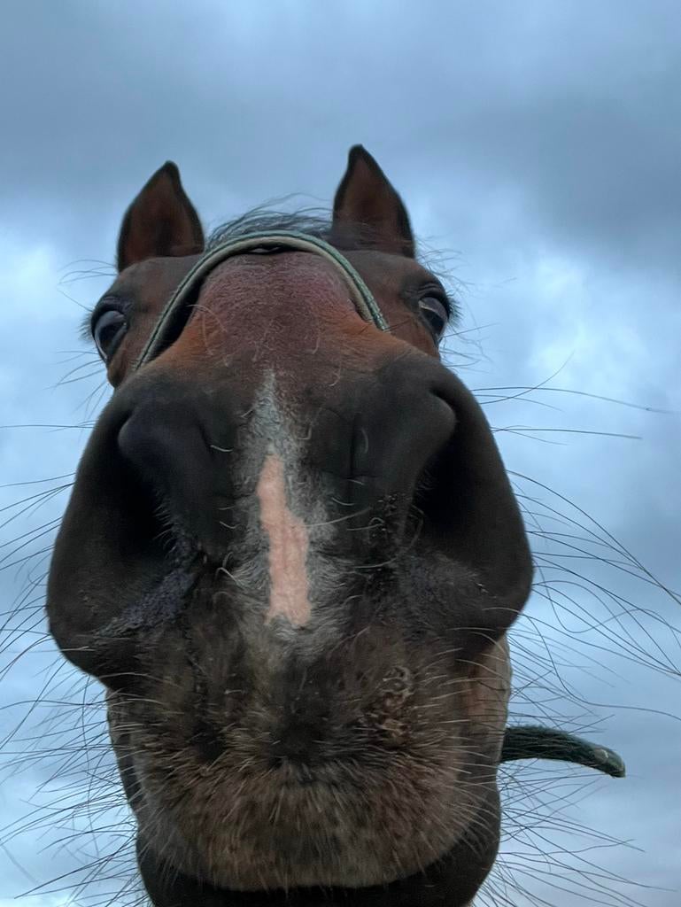 Ambitieuze ruiter zoekt paard(en), Dieren en Toebehoren, Stalling en Weidegang