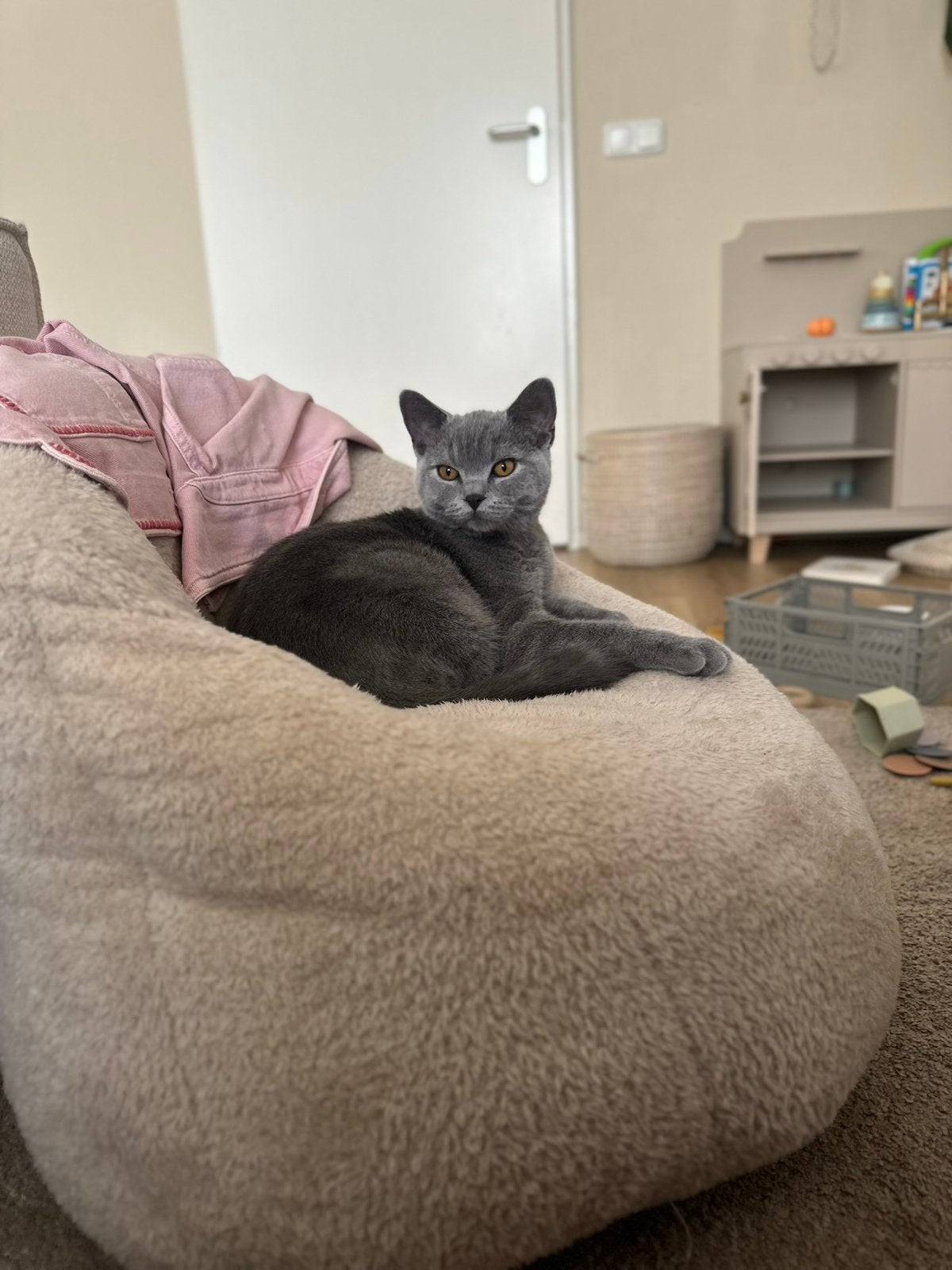 Britse korthaar kater 6 maanden, Dieren en Toebehoren, Katten en Kittens | Raskatten | Korthaar, Kater, Ontwormd, 0 tot 2 jaar