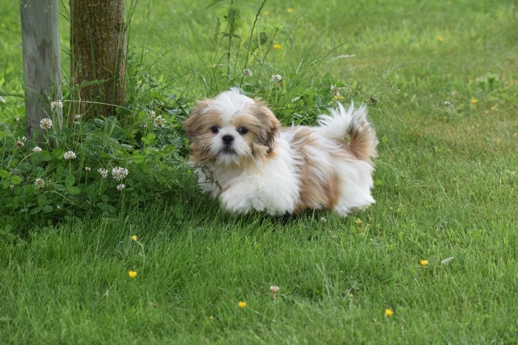 Shih-tzu pups, 15 weken tot 1 jaar, Overige rassen, Buitenland, Parvo