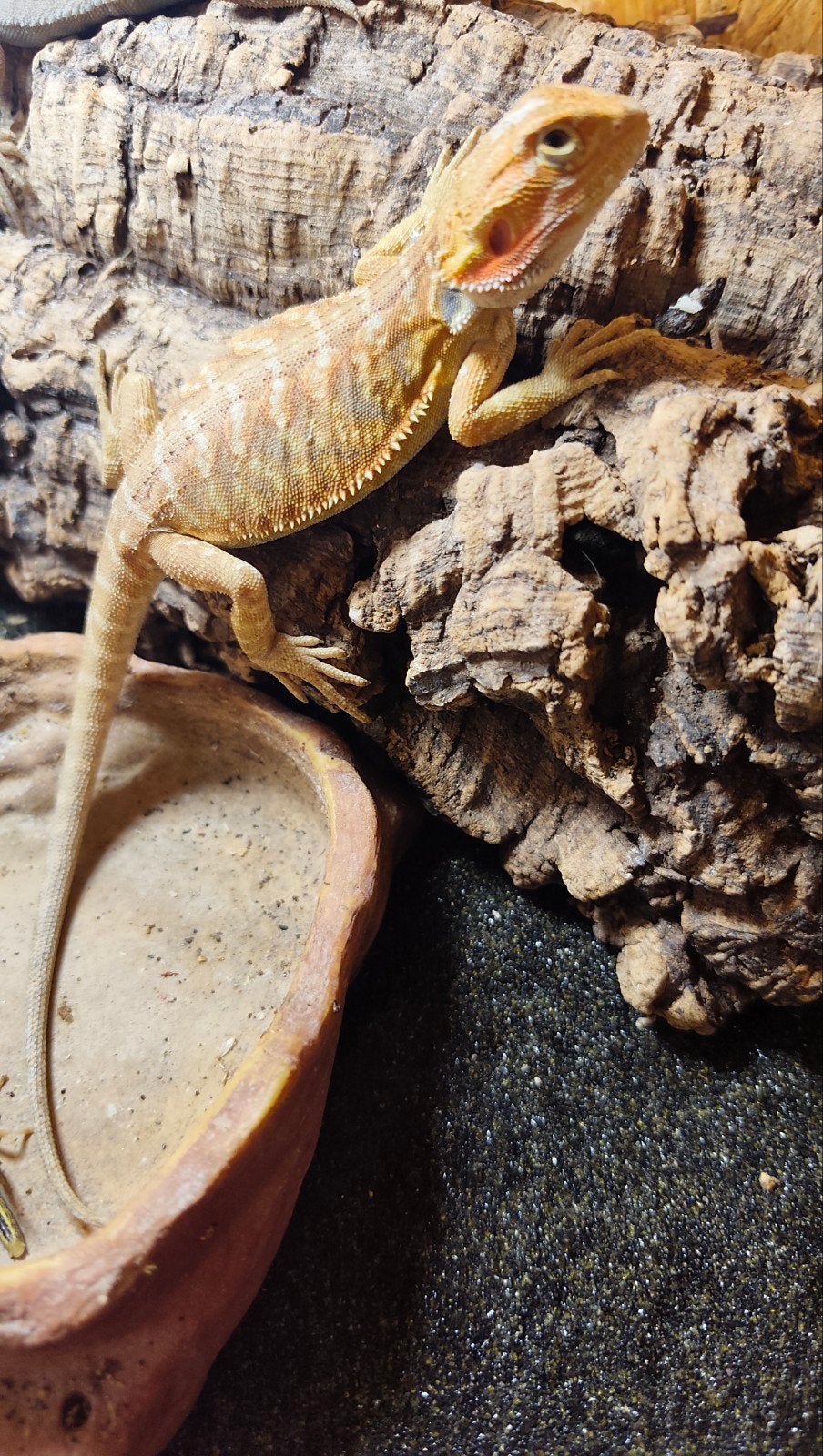 Jonge Baardagaam, Pogona Vitticeps. Bearded Dragon - female for sale from Herpetia