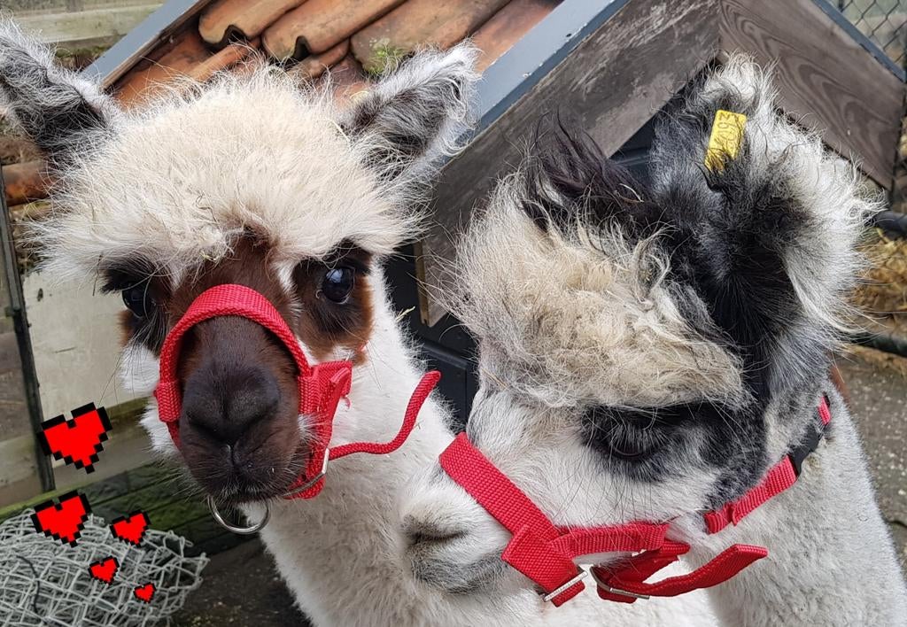Kudde alpaca s, Dieren en Toebehoren, November, Meerdere dieren