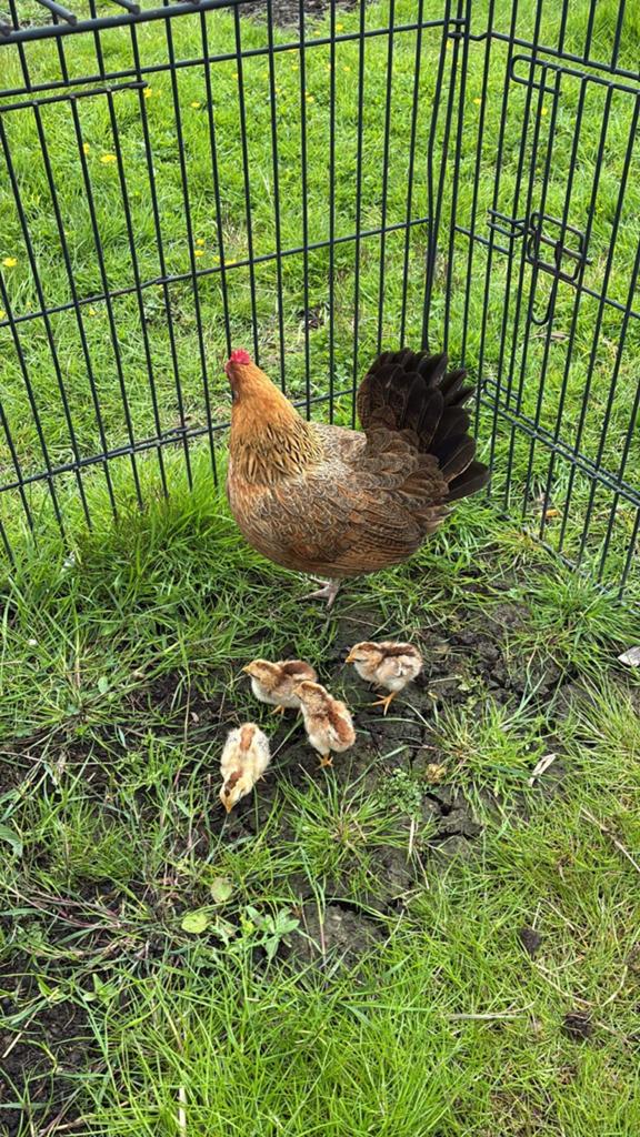 Te koop: krielhaan en 3 kippen waarvan 1 met kuikens, Meerdere dieren, Kip