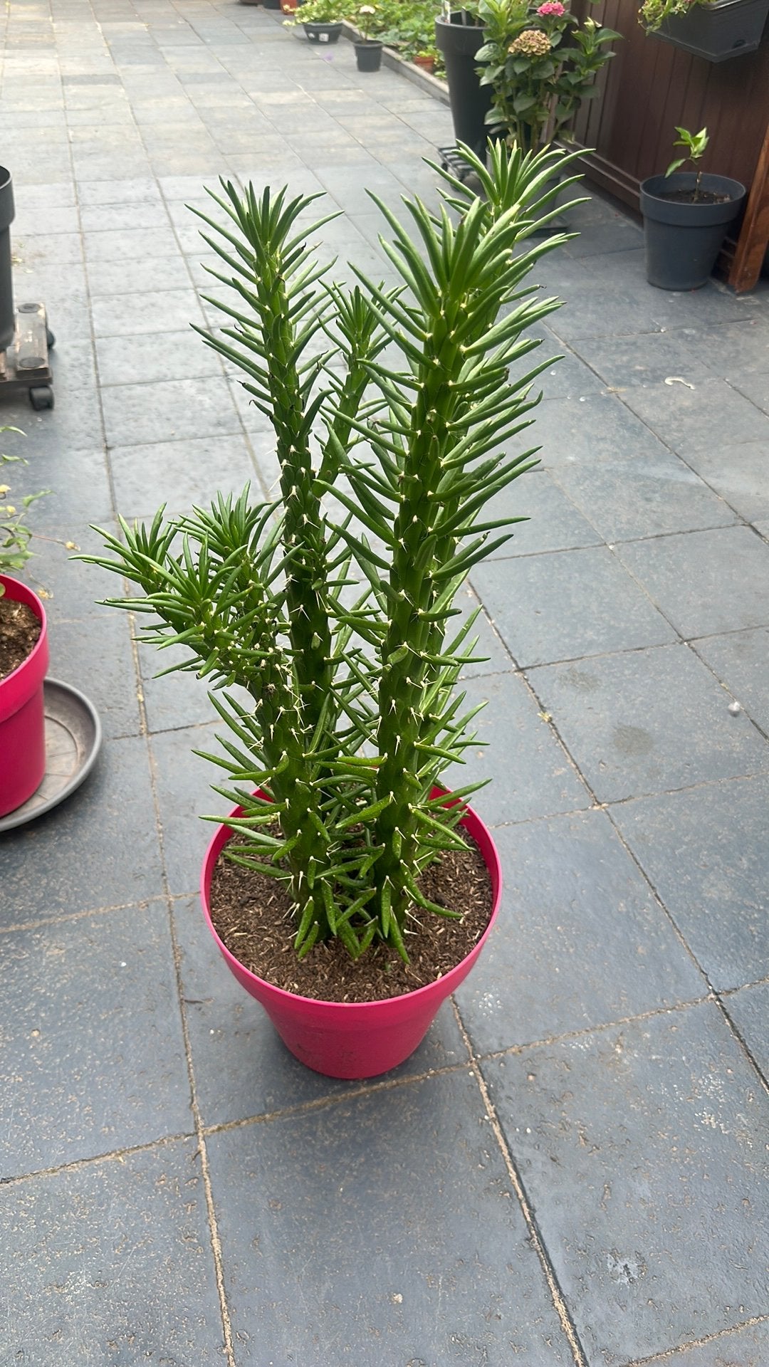 Cactus, Ophalen, Cactus, Volle zon, Minder dan 100 cm