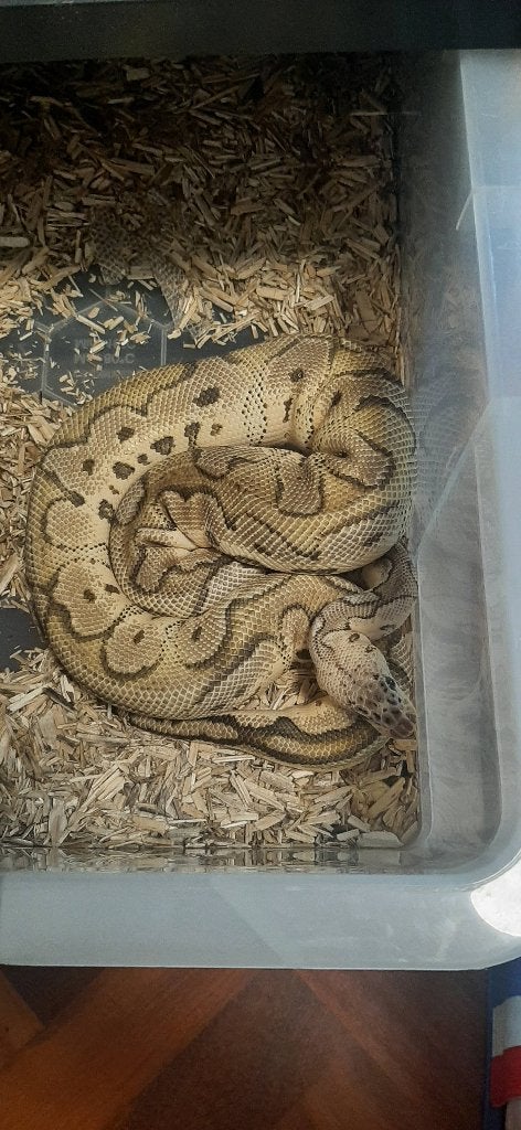Ball pythons te koop Ball Python - unknown for sale from Jacobs