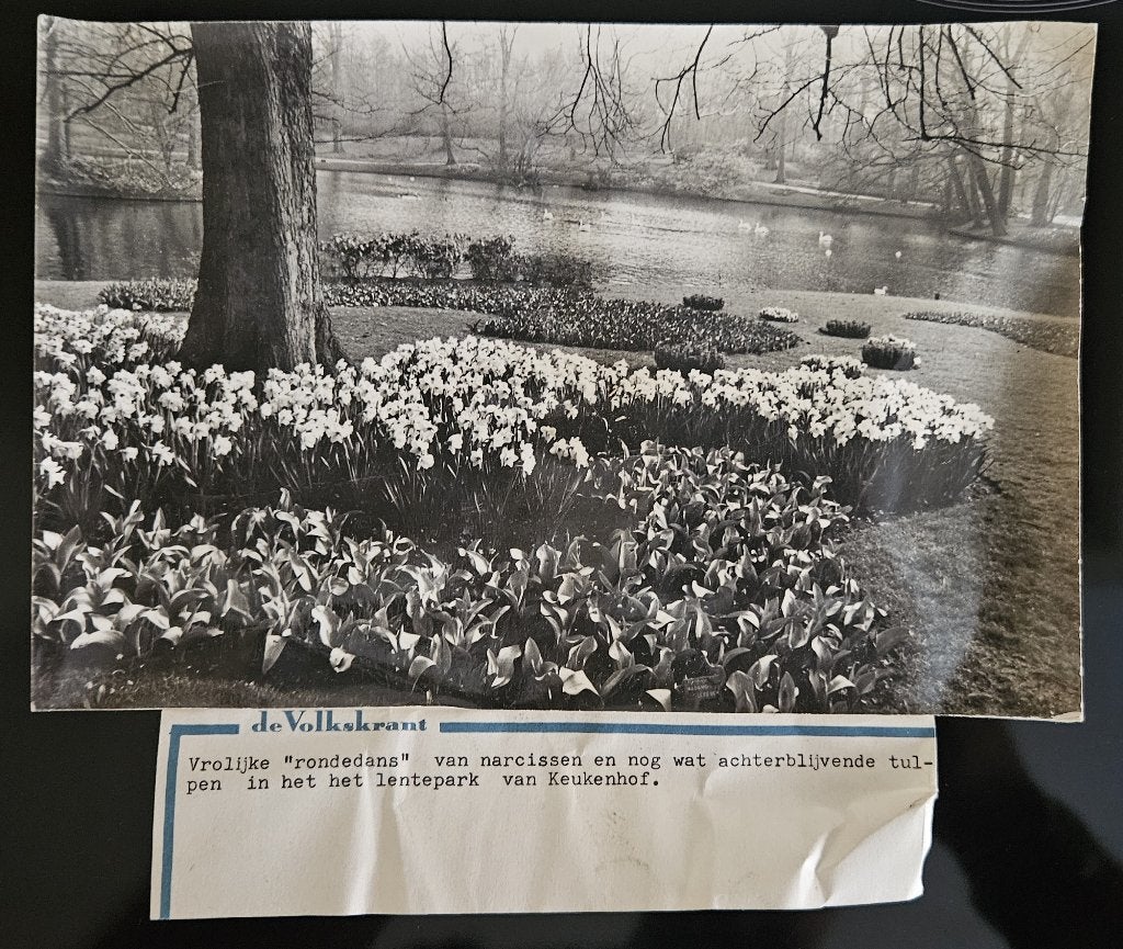 Originele Persfoto Keukenhof Lente 1977 - De Volkskrant, Gebruikt, Foto, Ophalen of Verzenden, Natuur