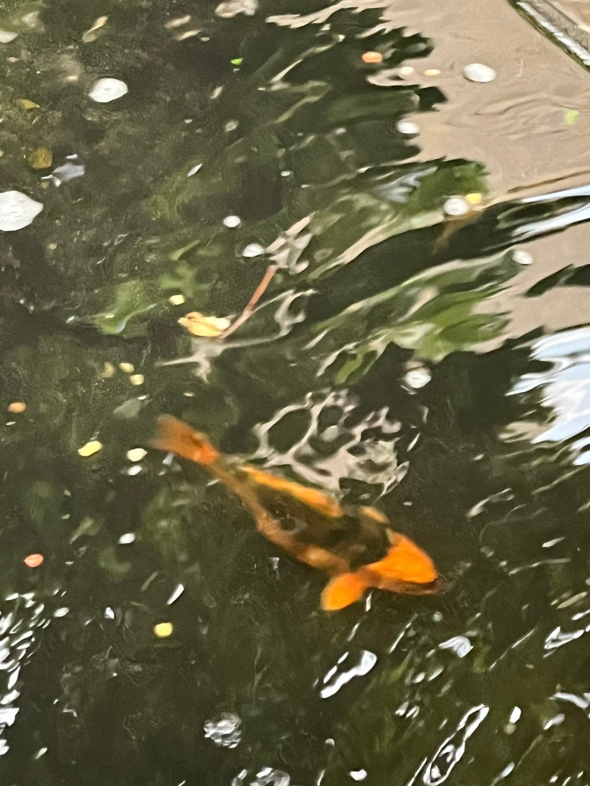Koi karpers 15 cm, Karper of Koi