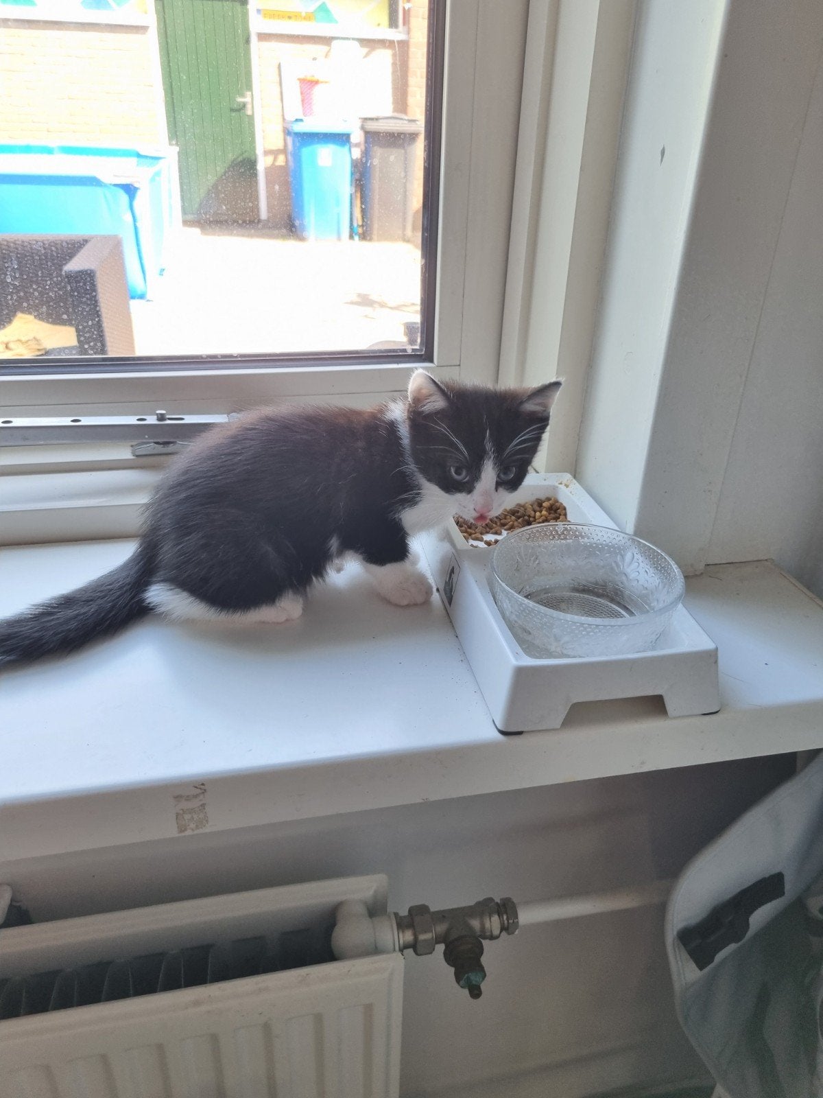 Poesje 8 weken oud mag naar een nieuw huisje, Dieren en Toebehoren, Poes